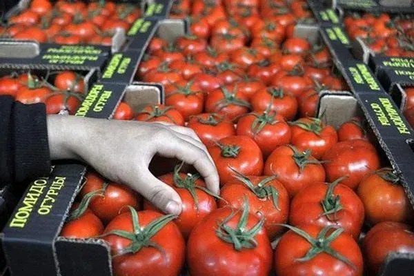 Moroccan Tomatoes: Export Success Amidst Domestic Economic Struggles