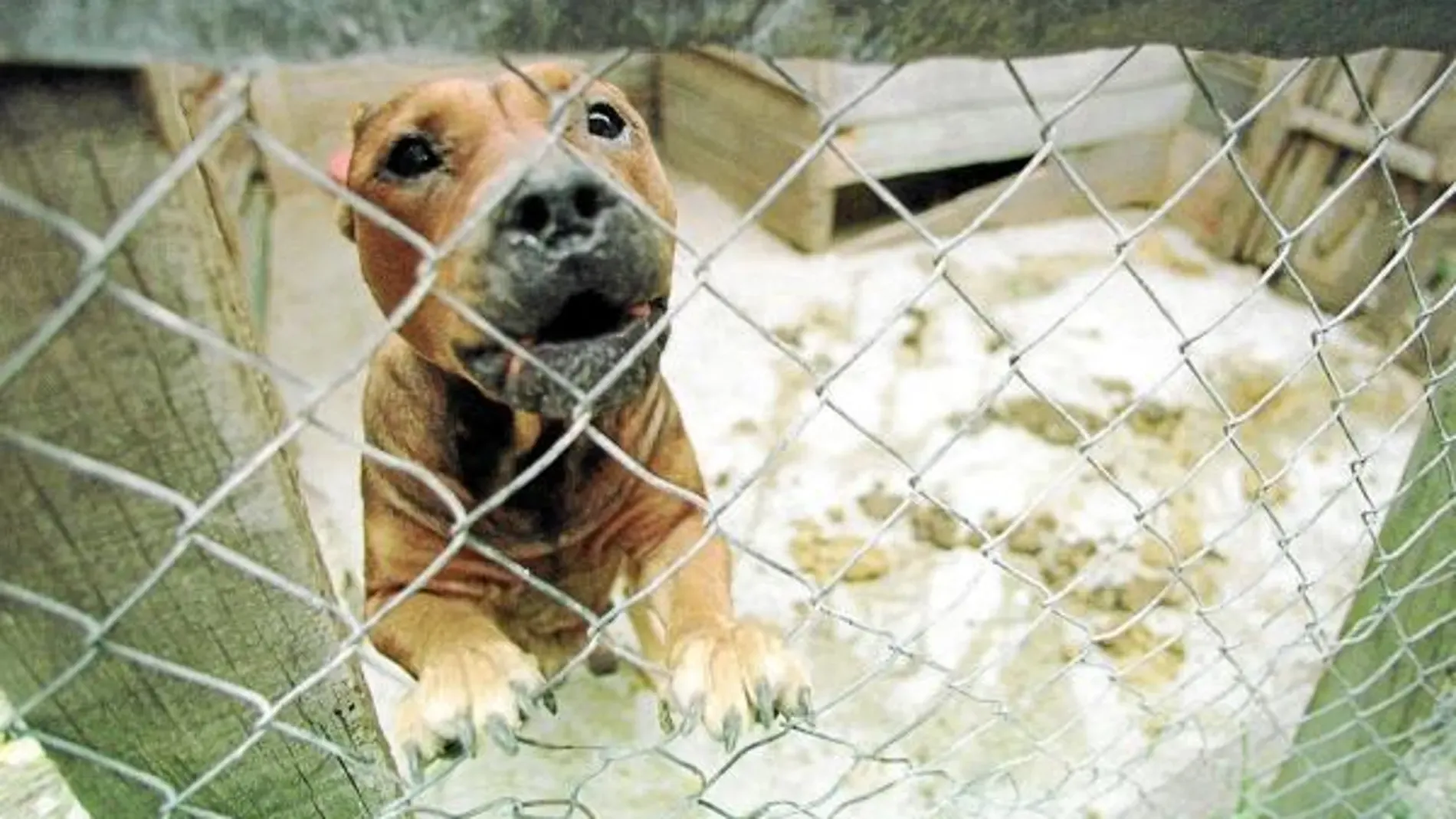 Controversy Erupts Over Execution of Dog in Tangier Following Tragic Attack