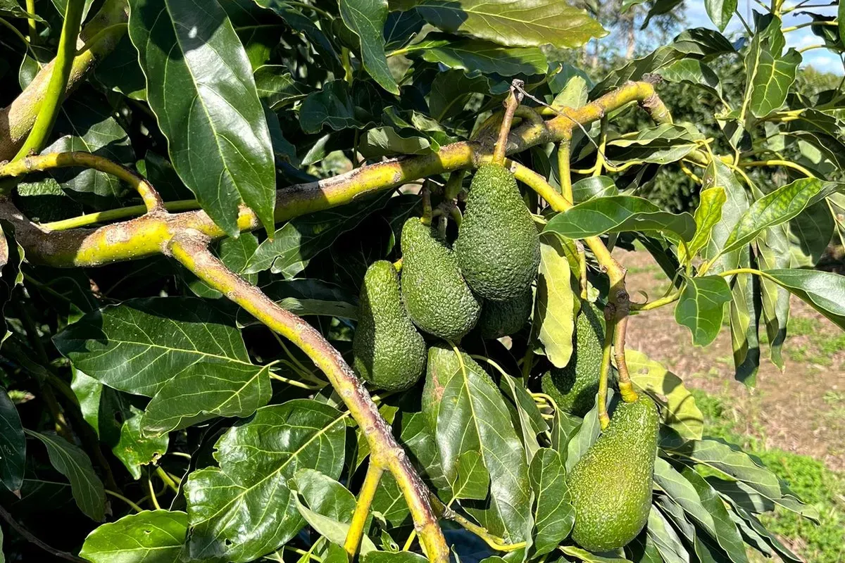 Mapping the Avocado Industry: A Comprehensive Survey in Rabat-Salé-Kenitra