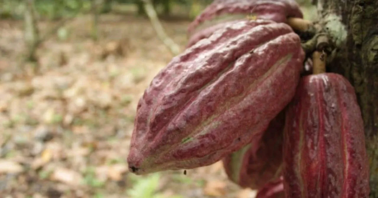 Ecuador Targets Morocco for Strategic Agricultural Trade Expansion