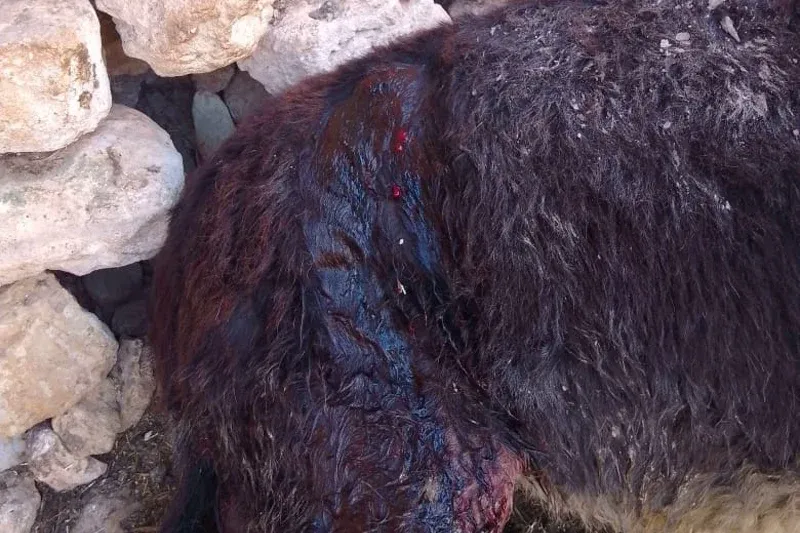 Court Rules in Favor of Injured Donkey with 3000 Dirham Compensation