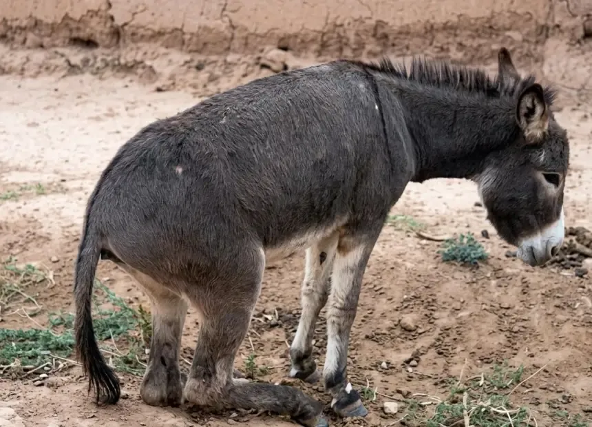 Justice Prevails in Essaouira: Man Ordered to Compensate for Assault on Donkey