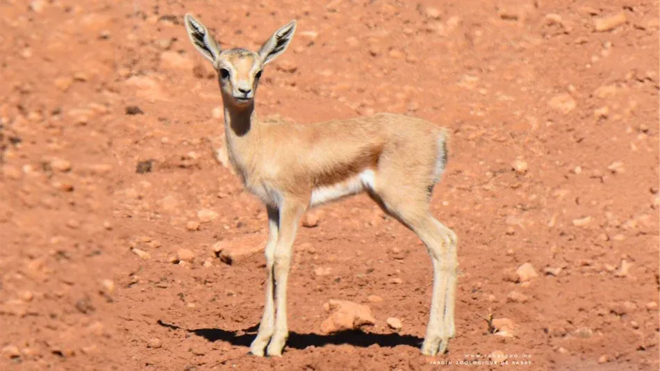 Rabat's National Zoo Celebrates Births of Over Fifty Species in Early 2026