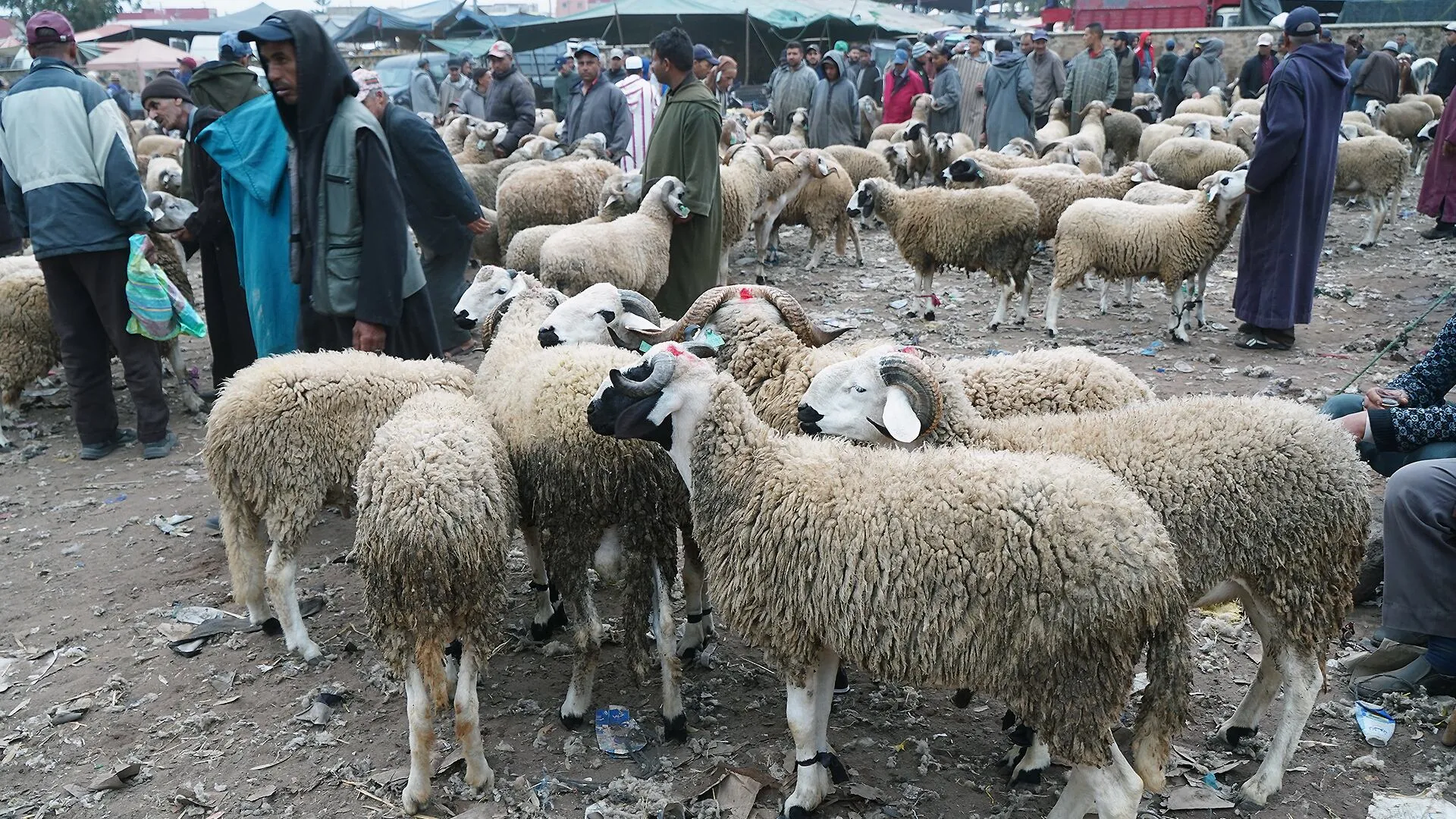 Aïd Al-Adha 2026: Sheep Prices at Tnine Chtouka Market