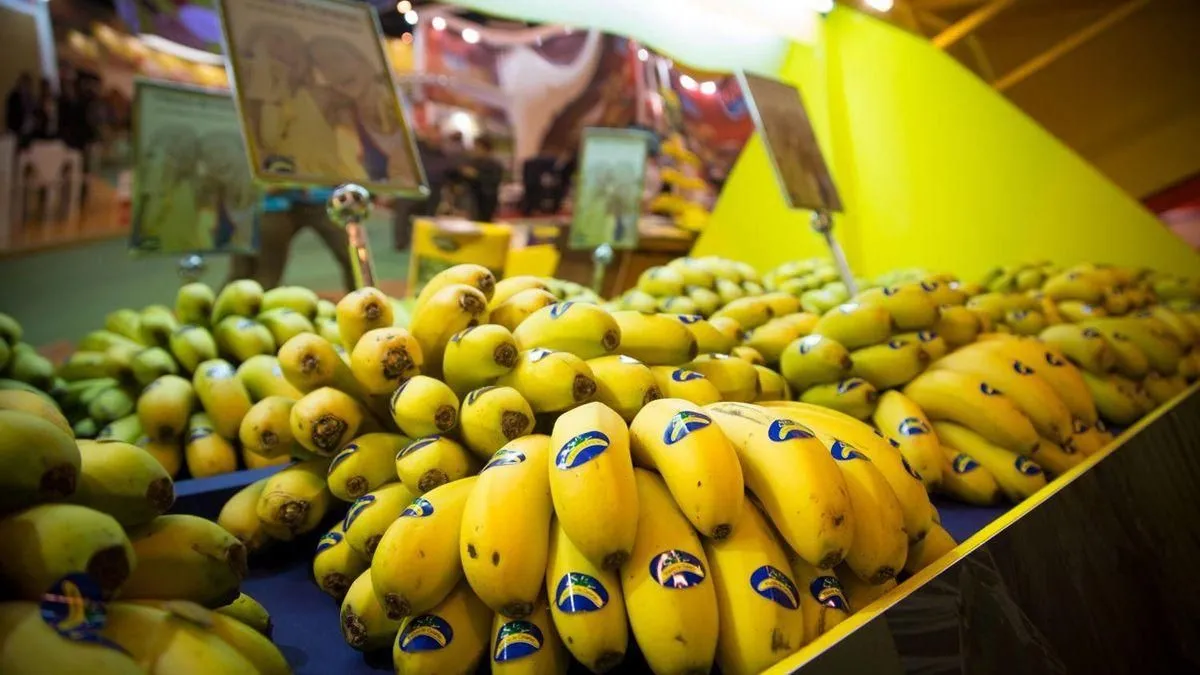 Canaries Solidify Bananas Export to Morocco Amidst Market Challenges