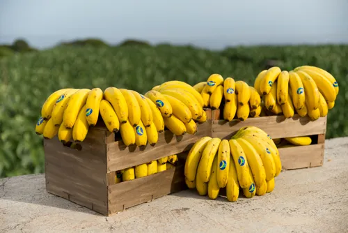 The Dynamics of Canary Banana Exports and the Moroccan Market