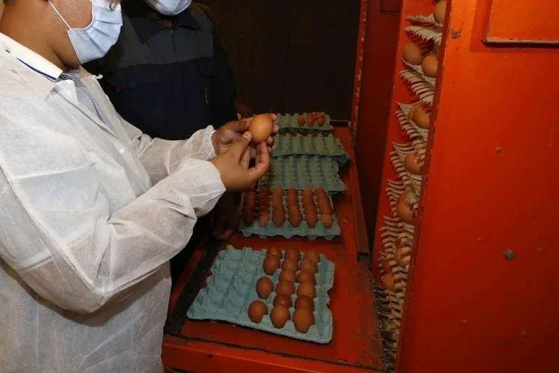Morocco Approves Poultry Imports from Portugal After Bird Flu Ban Lifted