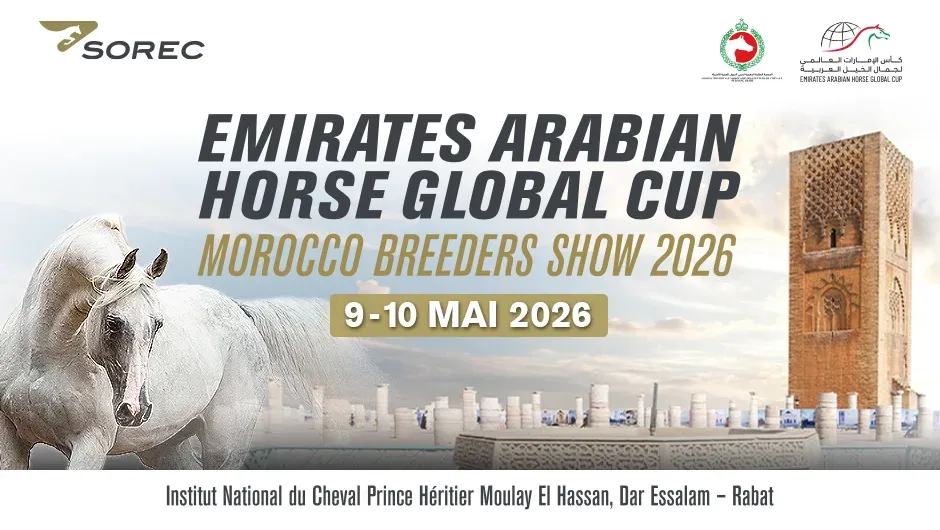 Rabat to Host the Morocco Breeders Show 2026: A Celebration of Arabian Horse Excellence