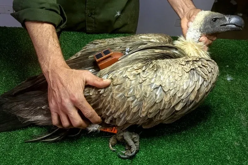 Rare African Vultures Depart Morocco for Spain Under Advanced Surveillance