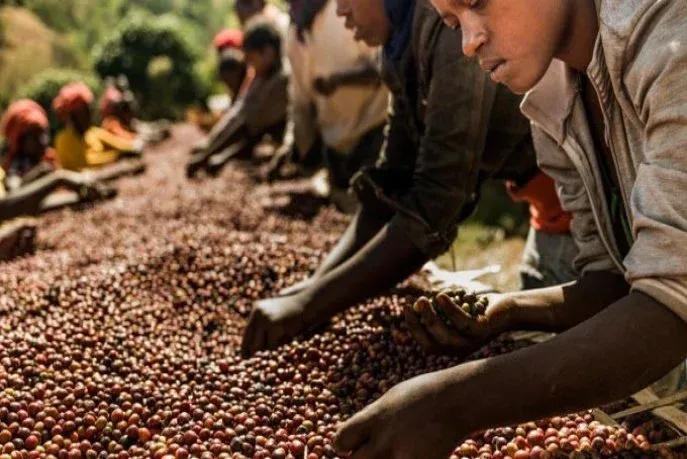 The African Coffee Revolution in Marrakech: From Production to Value Sovereignty