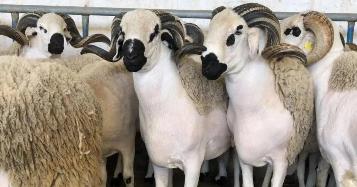 Casablanca's Municipal Abattoirs: Essential Details on the Aïd Al-Adha Services for 2026
