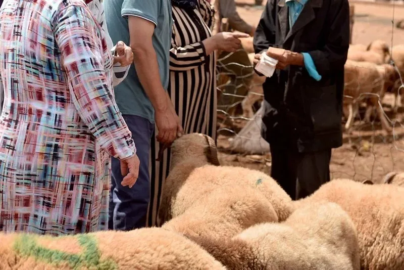 Bensouda Market in Fez Opens Its Doors Amidst Rising Prices Shocking Citizens