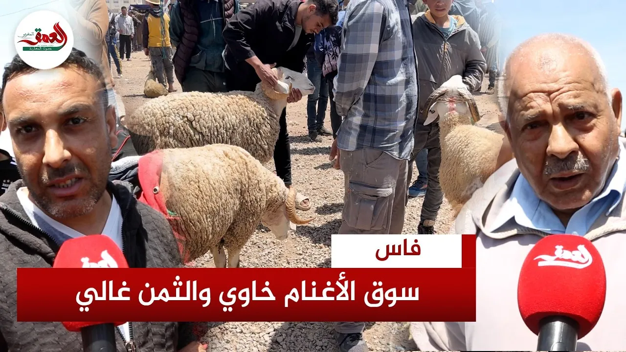 Sheep Shortage and Rising Prices in Fez's Bensouda Market: Citizens Voice Their Concerns