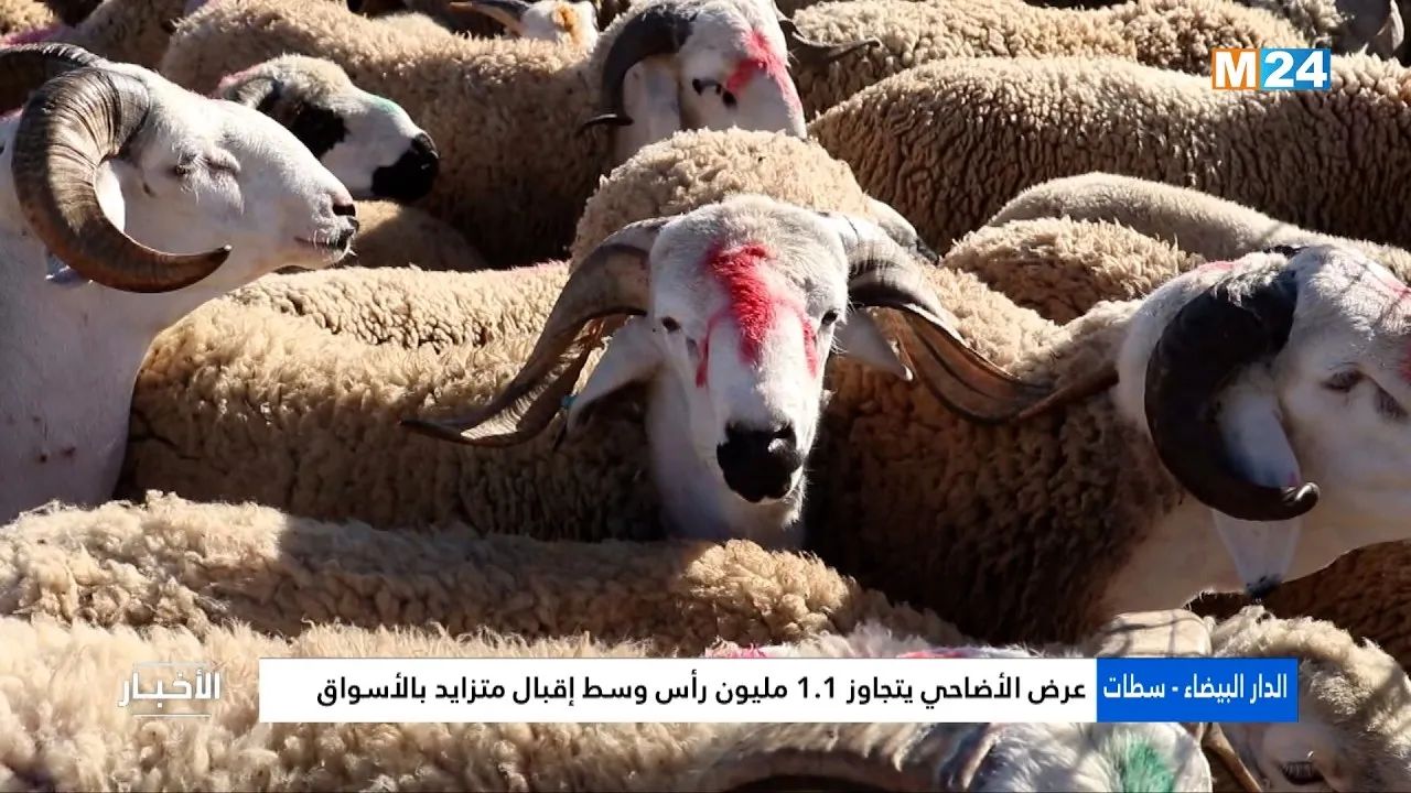 Casablanca-Settat Region: Surging Supply of Over 1.1 Million Sacrificial Animals to Meet Market Demand