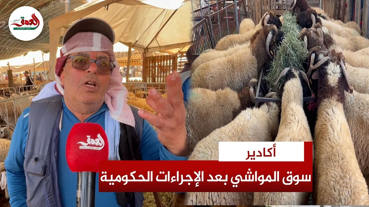 Decrease in Sacrificial Animal Prices in Agadir Amid Government Announcements