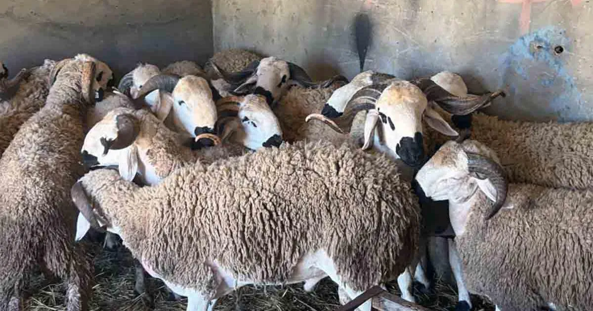 Moroccan Citizens Outraged by Soaring Sheep Prices Ahead of Eid al-Adha