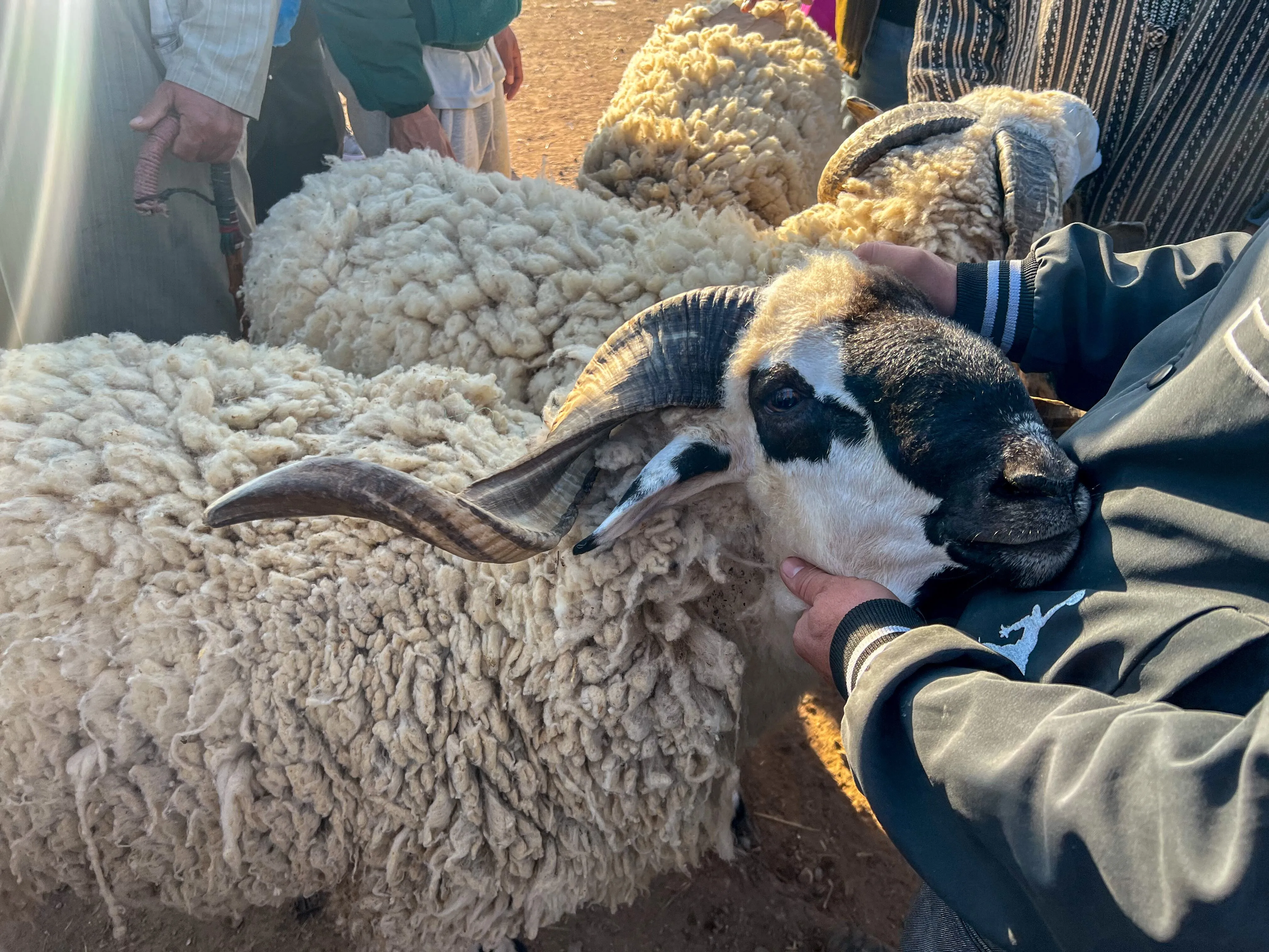 Crackdown on Price Gouging: Five Intermediaries Arrested in Fes Amid Campaign to Regulate Livestock Prices