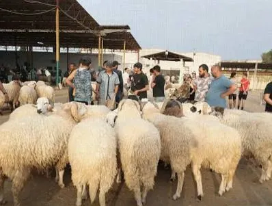 Fes Cracks Down on Speculators in Bensouda Market: A Strong Blow to Price Manipulation