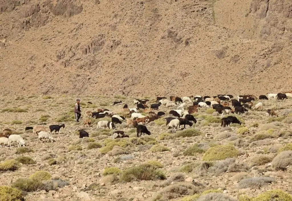 Morocco Lacks Essential National List of Endangered Ecosystems, Urgent Report Reveals