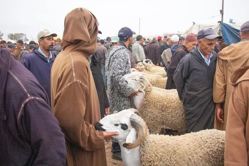 Confusion Reigns Over Livestock Market Regulations in Marrakech