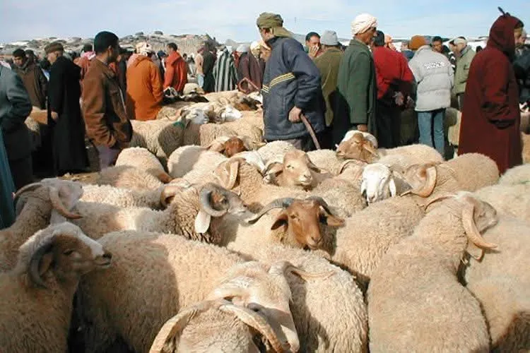 Ensuring Smooth Operations for Eid al-Adha 1447: Ministry of Interior's Guidelines