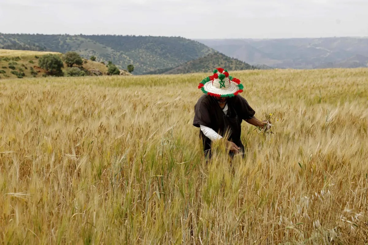 Moroccan Farmers Face Rising Costs Amid Promising Harvests