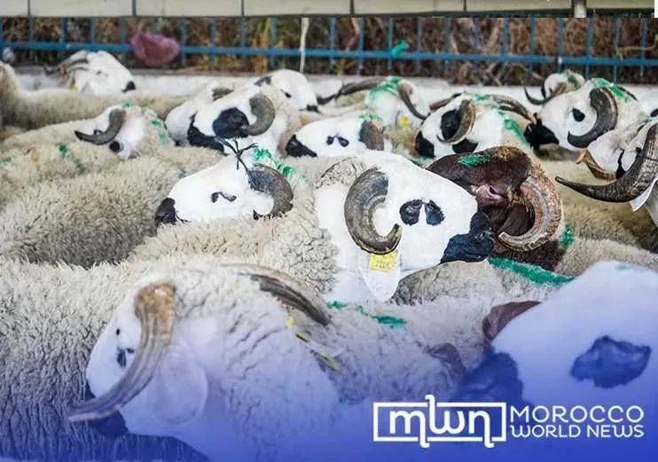 Morocco Faces Rising Sheep Prices Amidst Eid Al Adha Preparations