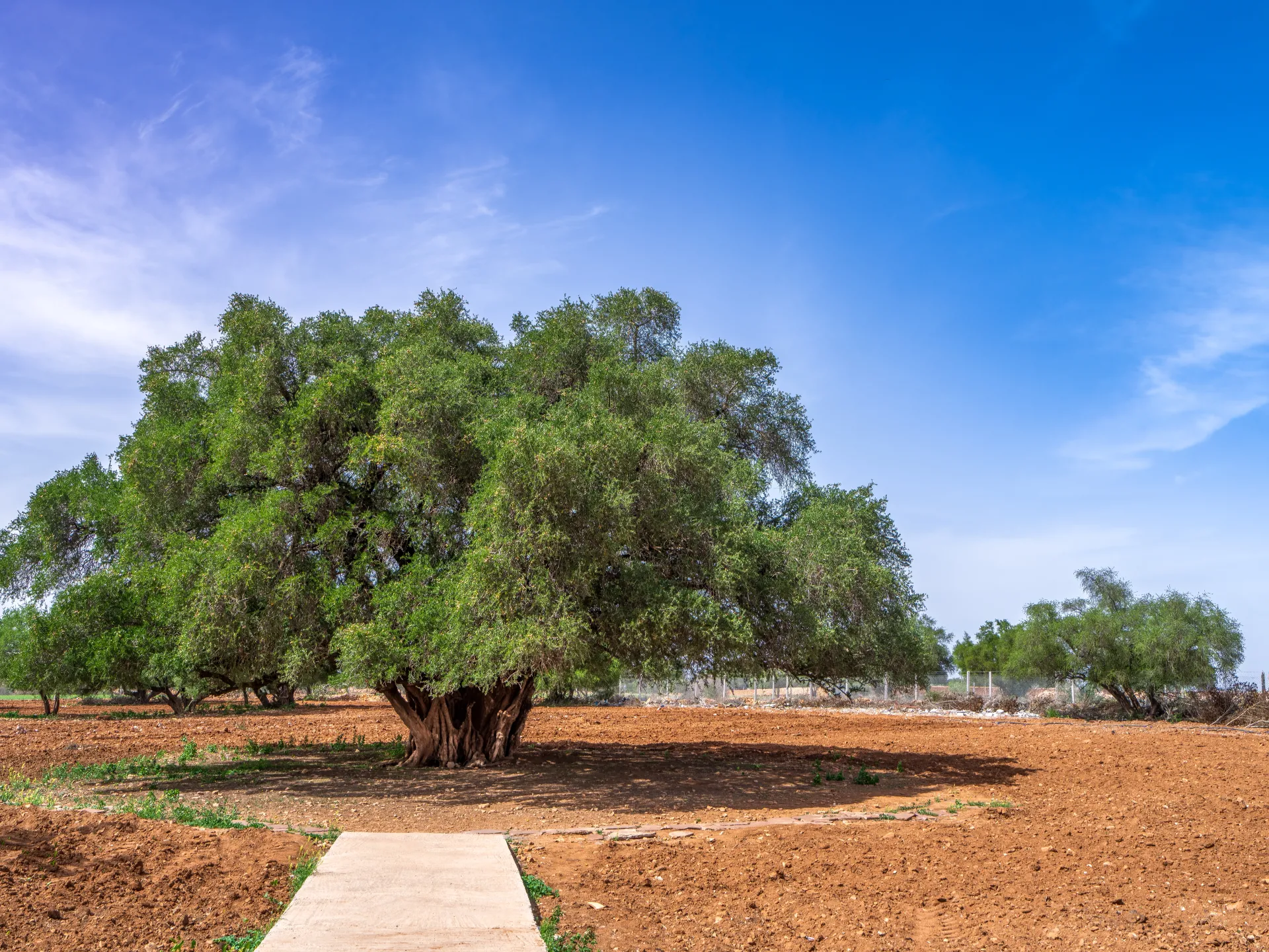The Resilience of the Argan Tree: A Symbol of Environmental Sustainability in Morocco