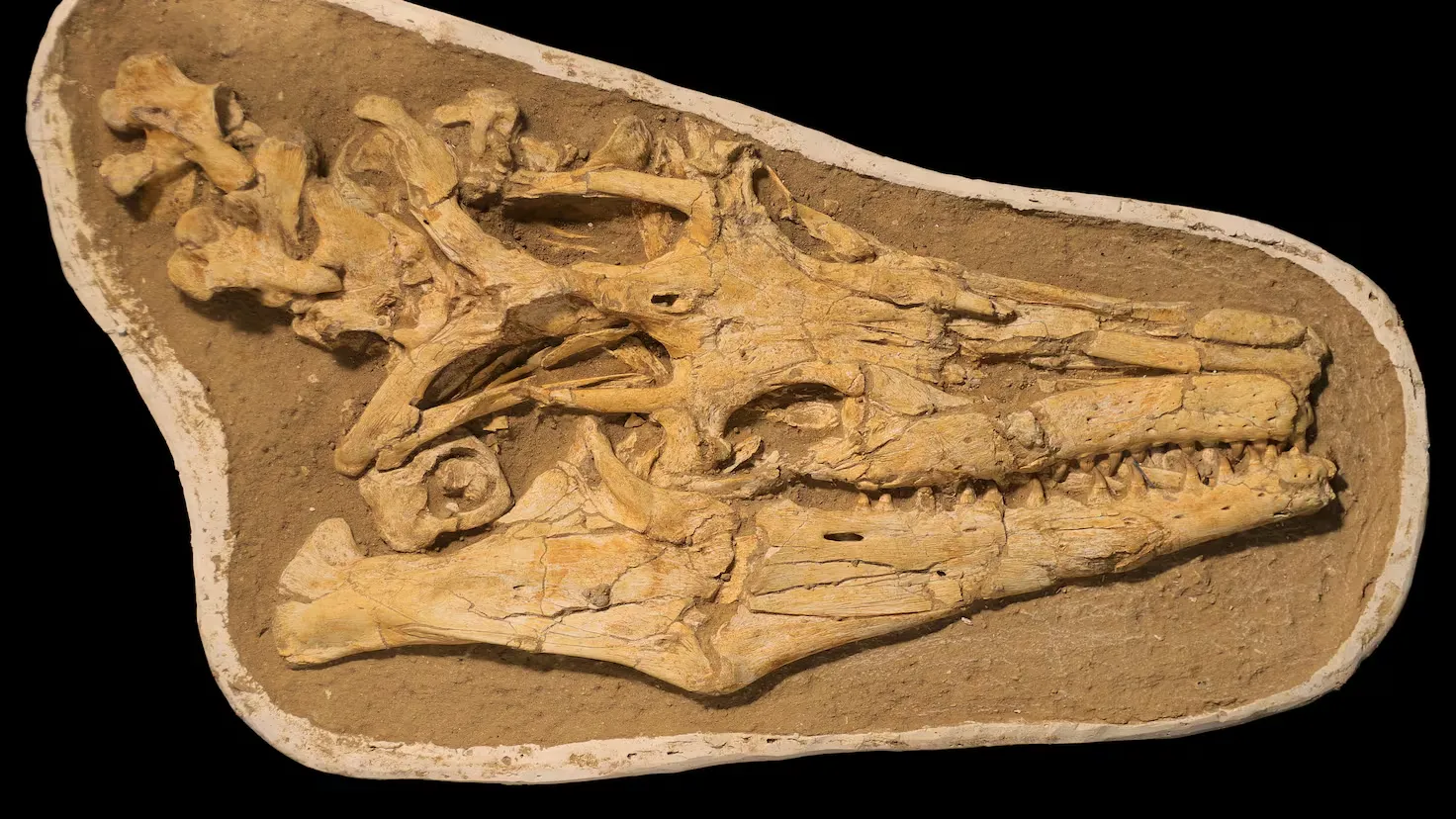 Revolutionary Discovery of a Giant Mosasaur in North Africa Challenges Our Understanding of Prehistoric Oceans