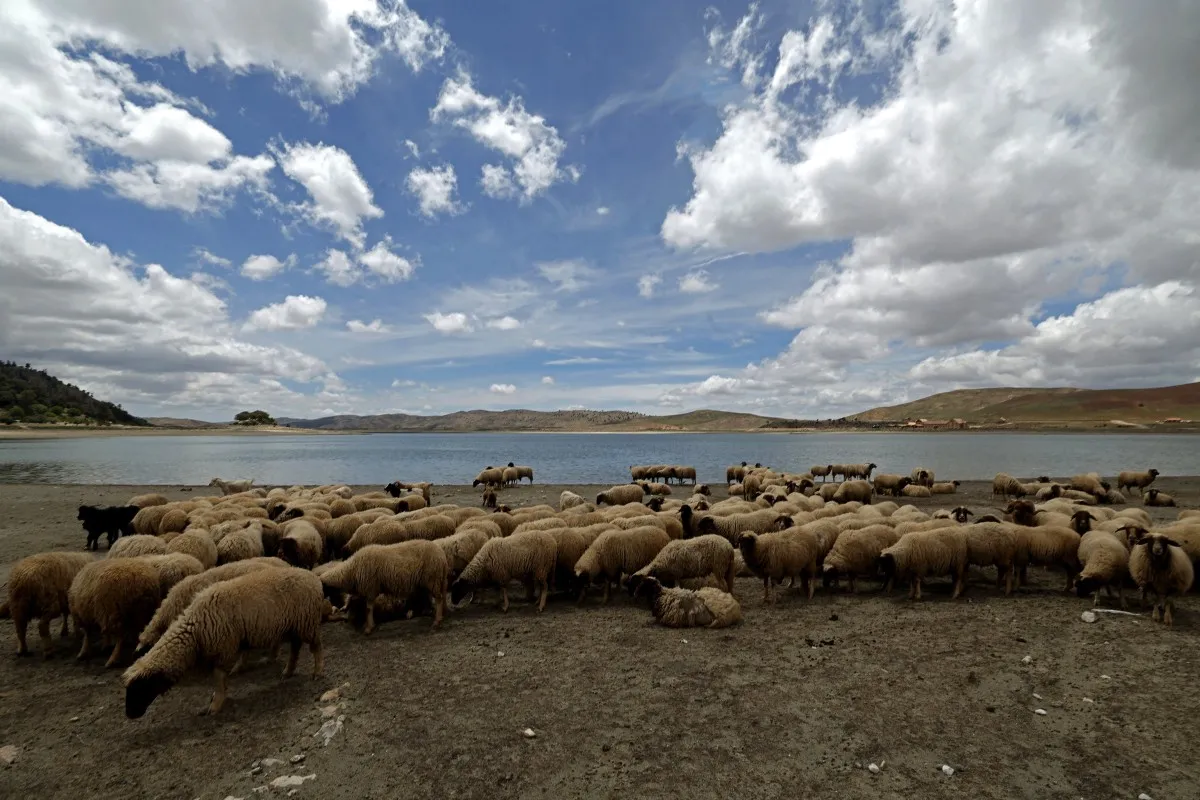 Morocco: Price Surge and Speculation Diminish the Joy of Eid Sacrifices