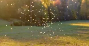 Unprecedented Insect Swarms Invade Moroccan Cities Amid Heat Wave