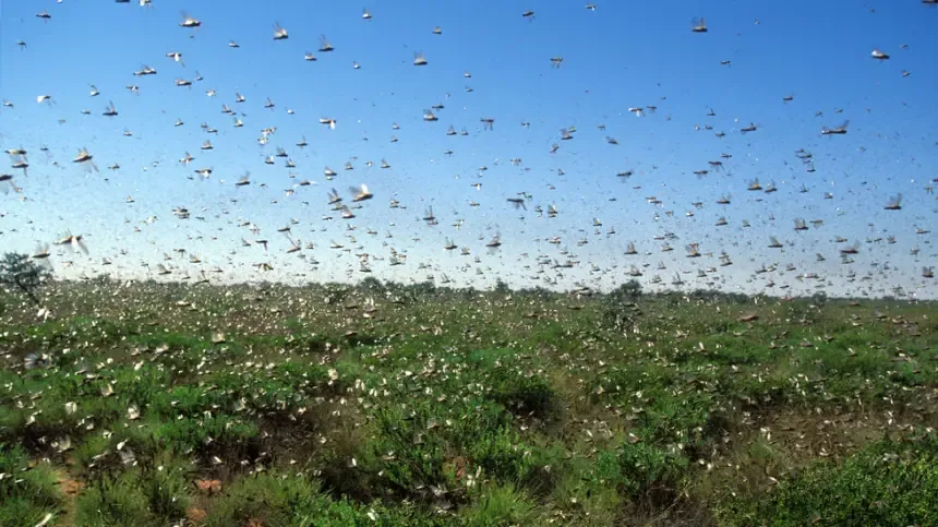 Widespread Insect Infestation in Morocco Raises Alarm Among Residents