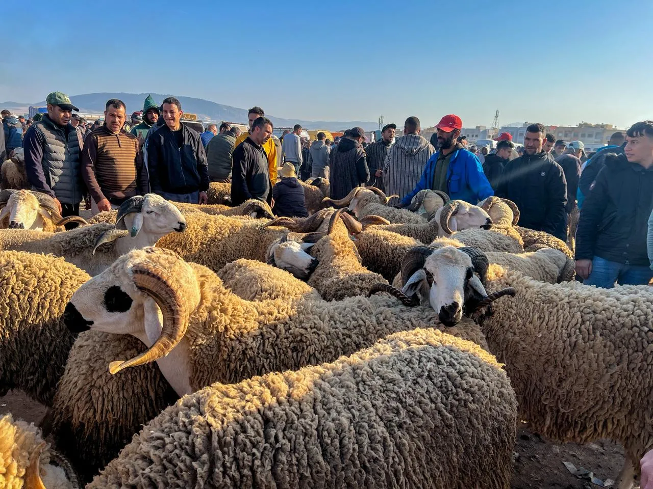 Surge in Demand for Eid Sacrifices in Fes Amid Price Concerns
