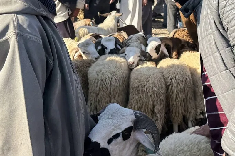 Unprecedented Surge in Sheep Prices Threatens Consumers Ahead of Eid al-Adha