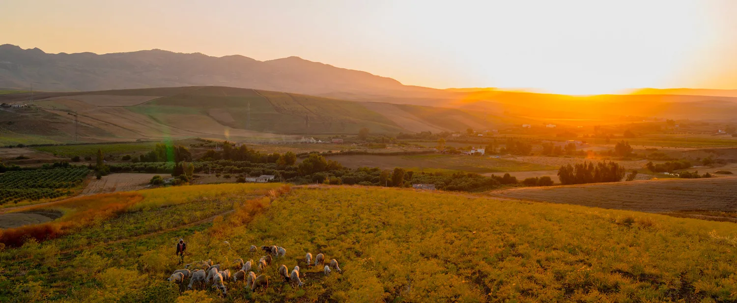 Transforming Moroccan Agriculture: A Path to Resilience and Sustainability