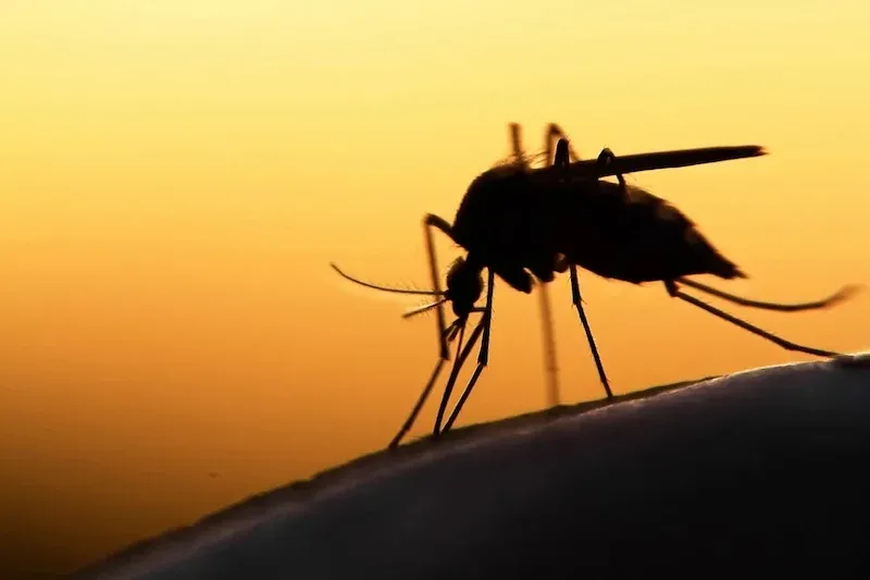 Recent Developments in Morocco: Insect Infestations, Agricultural Fires, and Changes in Consumer Behavior