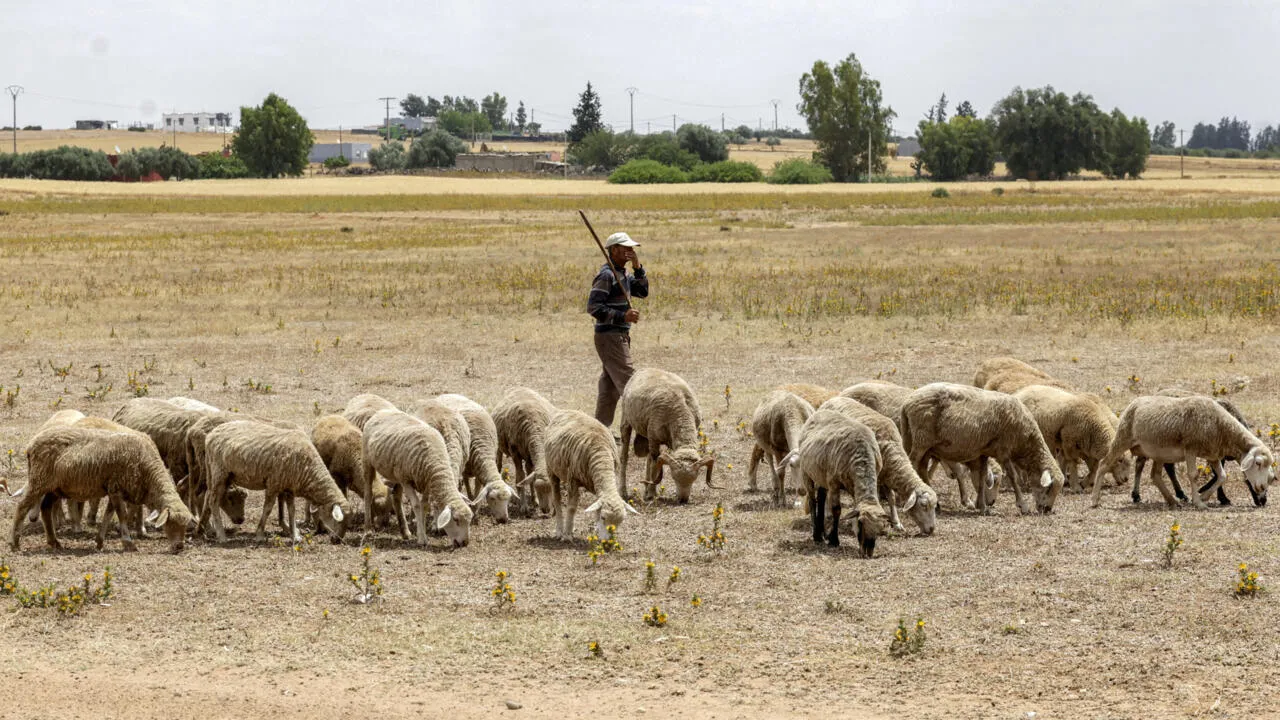 Exorbitant Prices Challenge Moroccan Families Ahead of Eid al-Adha