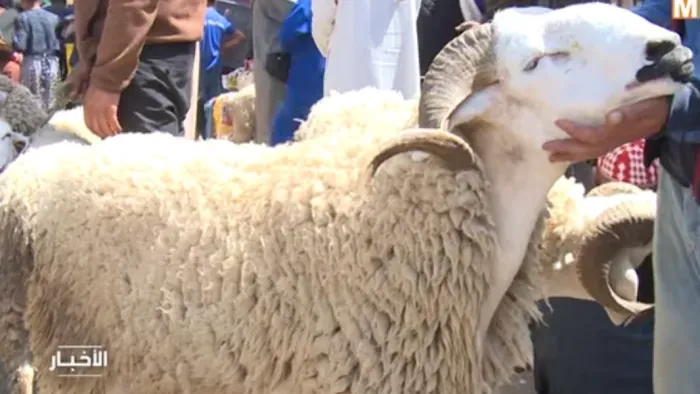 A Bountiful Display of Livestock at the Moulay Yacoub Market