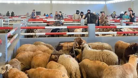 Laayoune Strengthens Its Markets with New Livestock Supplies Ahead of Eid al-Adha