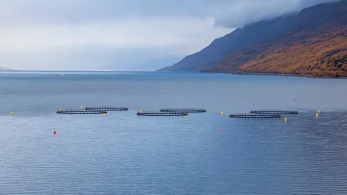 World Bank Urges Morocco to Embrace Rendered Animal Proteins in Aquaculture Feed