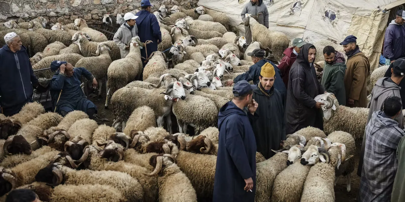 Controversy Erupts Over Sheep Meat Prices in Morocco Ahead of Eid