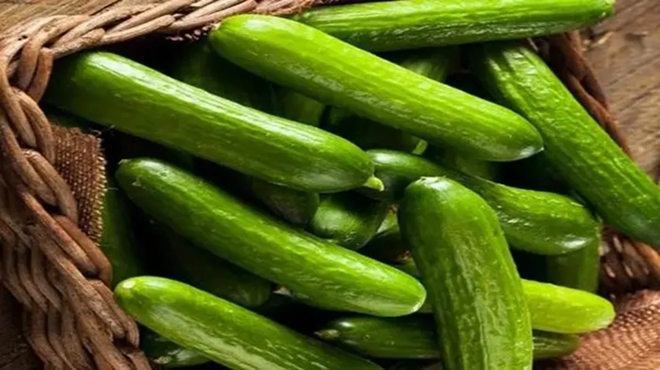 Morocco Directly Exports 3,900 Tons of Cucumbers to Germany Without Intermediaries