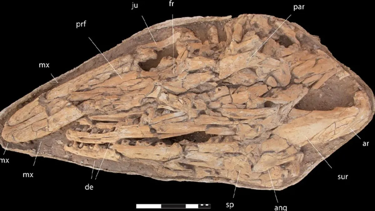 Discovery of a Giant Mosasaur: Insights into Prehistoric Oceans and Marine Predators
