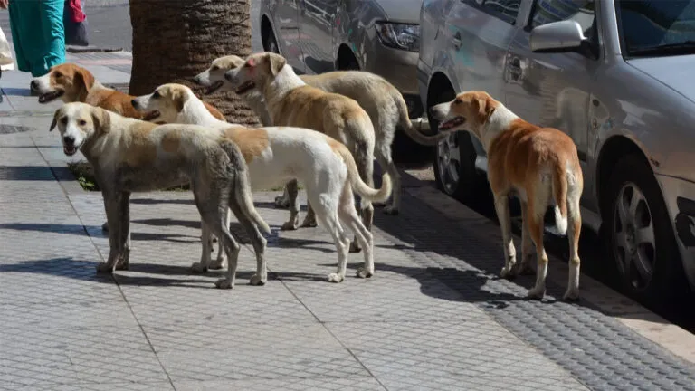 Growing Concern Over Stray Dogs in Marrakech's Douha Area