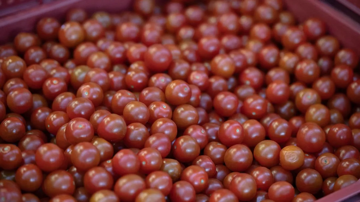 French Cherry Tomato Producers Cry Foul Over Moroccan Imports