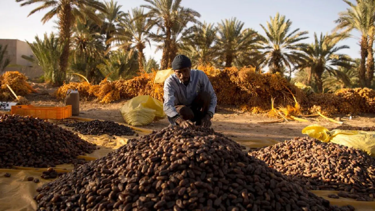 Morocco Leads in Tunisian Date Imports but Experiences Significant Decline Post-Quota Reinstatement