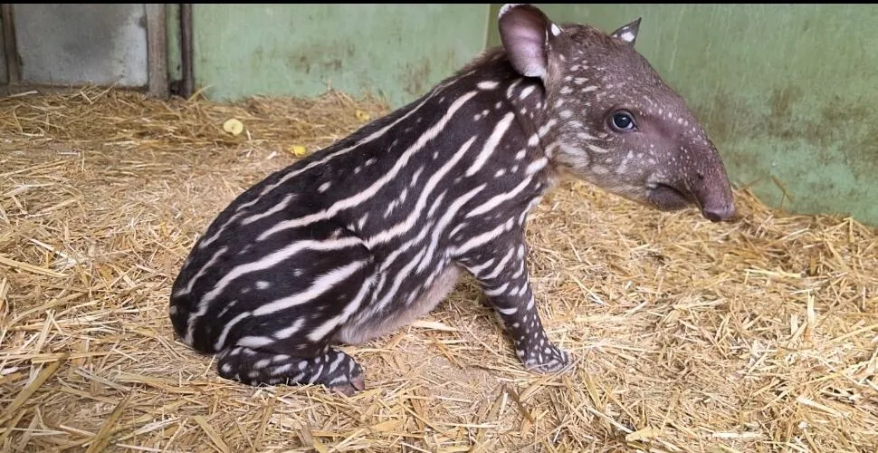 Rare Birth of a Baby Tapir Marks a Historic Moment in Morocco