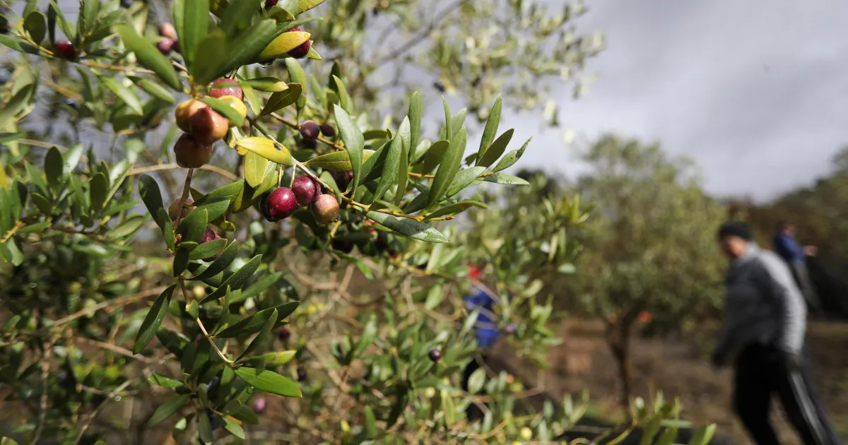 Tunisia and Morocco: Rising Stars in the Global Olive Oil Market