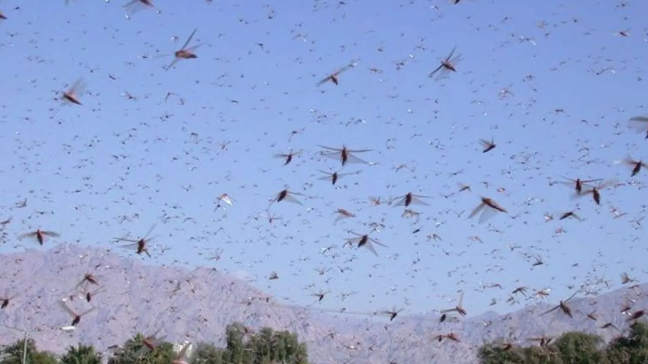 Moroccan Locust Swarm Threatens Agriculture in Eastern Iran