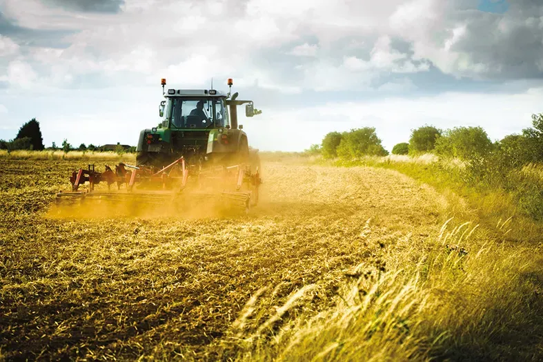 Settat Province Leads Morocco's Cereal Production Amidst Record Rainfall